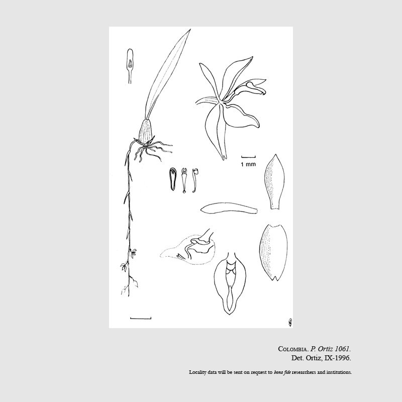 Notyliopsis beatricis